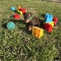 Fallyn 6 - a Miniature Pinscher puppy