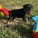 Miniature Pinscher for sale