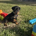 Georgia 7 - a Miniature Pinscher puppy