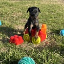 Miniature Pinscher for sale