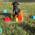 Haydie 8 - a Miniature Pinscher puppy