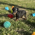 Haydie 8 - a Miniature Pinscher puppy