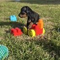 Haydie 8 - a Miniature Pinscher puppy