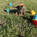 Auto 1 - a Harlequin Pinscher puppy