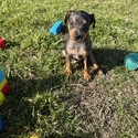 Auto 1 - a Harlequin Pinscher puppy