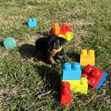 Beretta 2 - a Harlequin Pinscher puppy