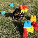 Beretta 2 - a Harlequin Pinscher puppy