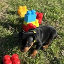 Beretta 2 - a Harlequin Pinscher puppy