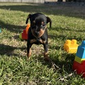 Harlequin Pinscher for sale