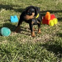 Harlequin Pinscher for sale