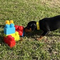 Daisy 4 - a Harlequin Pinscher puppy