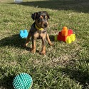 Harlequin Pinscher for sale