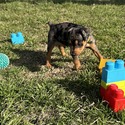 Komodo 5 - a Harlequin Pinscher puppy