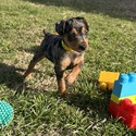 Komodo 5 - a Harlequin Pinscher puppy