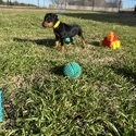 Harlequin Pinscher for sale