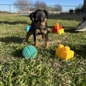 Scout 6 - a Harlequin Pinscher puppy