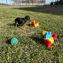 Scout 6 - a Harlequin Pinscher puppy