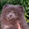 Rare Blue Baby Pomeranian - a Pomeranian puppy