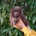 Rare Blue Baby Pomeranian - a Pomeranian puppy