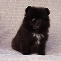 BLACK TEDDY BEAR - a Pomeranian puppy