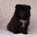 BLACK TEDDY BEAR - a Pomeranian puppy