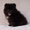 BLACK TEDDY BEAR - a Pomeranian puppy