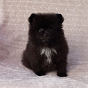 Pomeranian for sale