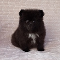 BLACK TEDDY BEAR - a Pomeranian puppy