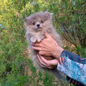 Exotic Blue  Merle Pomeranian Puppy Female - a Pomeranian puppy