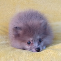 Exotic Blue  Merle Pomeranian Puppy Female - a Pomeranian puppy