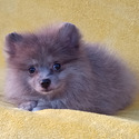 Exotic Blue  Merle Pomeranian Puppy Female - a Pomeranian puppy