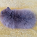 Exotic Blue  Merle Pomeranian Puppy Female - a Pomeranian puppy