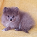 Pomeranian for sale