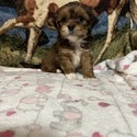 Lhasa Apso for sale