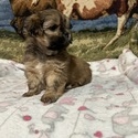 You name - a Lhasa Apso puppy