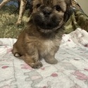 You name - a Lhasa Apso puppy